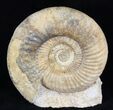 Parkinsonia Dorsetensis Ammonite - England #30778-1